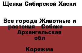 Щенки Сибирской Хаски - Все города Животные и растения » Собаки   . Архангельская обл.,Коряжма г.